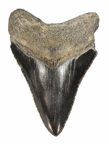 Juvenile Megalodon Tooth - Serrated Blade #56631